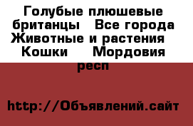 Голубые плюшевые британцы - Все города Животные и растения » Кошки   . Мордовия респ.